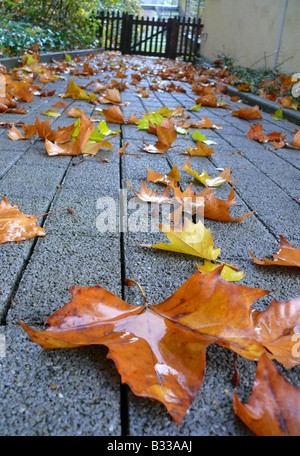 Platanus hispanica, Platanus x hybrida, platanus hybrida, Platanus acerifolia, avion européen, à feuilles d'érable plane, Londres Banque D'Images