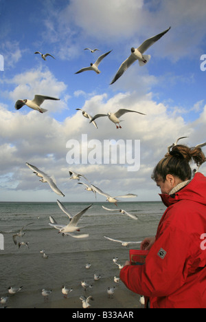 Larus ridibundus, mouette Banque D'Images