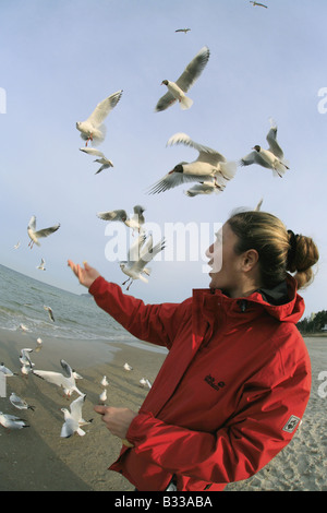 Larus ridibundus, mouette Banque D'Images
