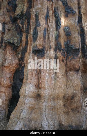 Sequoiadendron giganteum, sequoia géant, giant redwood Banque D'Images