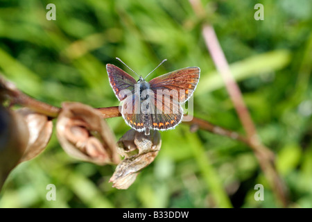 Aricia agestis papillon Argus brun Picos de Europa au-dessus Sotres Espagne Banque D'Images
