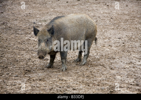 Le sanglier Sus scrofa faune porcine porcine Banque D'Images