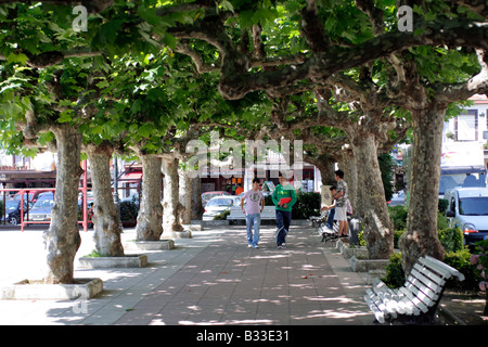 PLATANUS ORIENTALIS ONT ÉTÉ FORMÉS POUR FOURNIR UNE OMBRE DANS L'AUVENT CENTRAL PLAZA Banque D'Images