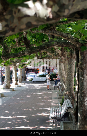 PLATANUS ORIENTALIS ONT ÉTÉ FORMÉS POUR FOURNIR UNE OMBRE DANS L'AUVENT CENTRAL PLAZA Banque D'Images