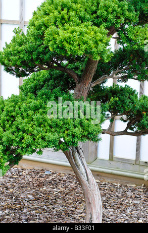 Bonsai Taxus cuspidata if japonais 65 ans