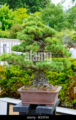 Bonsai Pinus parviflora 60 ans Banque D'Images