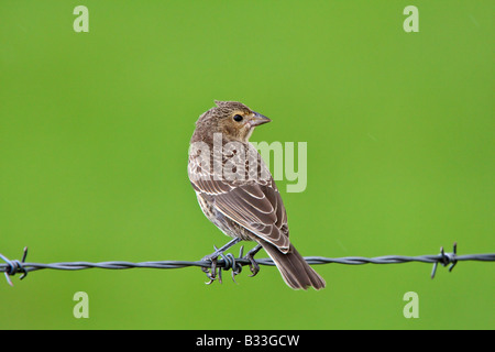 Bruant sur fil Banque D'Images