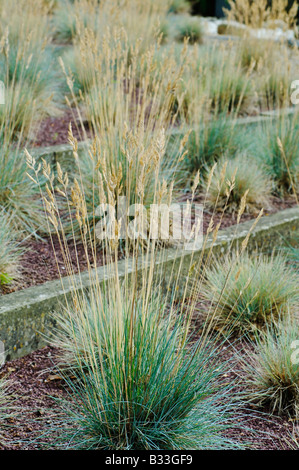 Festuca glauca ELIJAH BLUE Banque D'Images