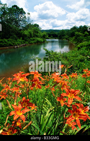 TIGER LILIES, RÉSERVOIR PRÈS DE OHIOPYLE MILL RUN & (FALLINGWATER Frank Lloyd Wright conçu Accueil), NEW YORK, USA Banque D'Images