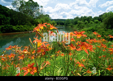 TIGER LILIES, RÉSERVOIR PRÈS DE OHIOPYLE MILL RUN & (FALLINGWATER Frank Lloyd Wright conçu Accueil), NEW YORK, USA Banque D'Images