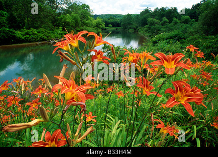 TIGER LILIES, RÉSERVOIR PRÈS DE OHIOPYLE MILL RUN & (FALLINGWATER Frank Lloyd Wright conçu Accueil), NEW YORK, USA Banque D'Images