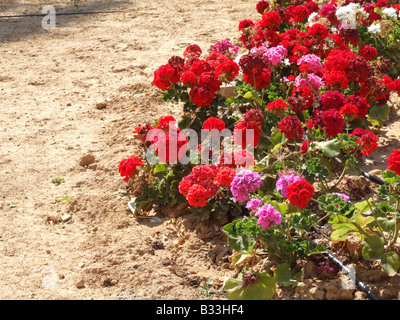 Beaucoup de geranium flowers growing in garden type Banque D'Images