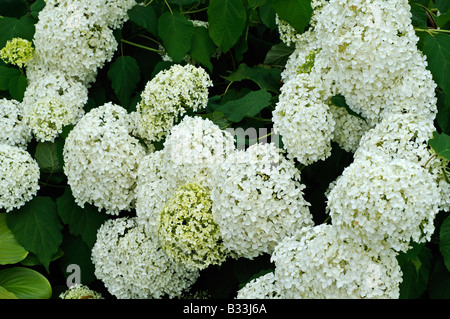 L'Hydrangea arborescens ANNABELLE Banque D'Images