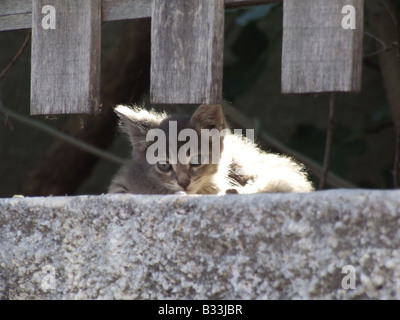 Mignon chaton gris assis dans l'ombre, Athènes Grèce Banque D'Images