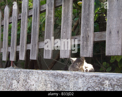 Mignon chaton gris assis dans l'ombre, Athènes Grèce Banque D'Images