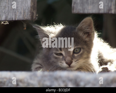 Mignon chaton gris assis dans l'ombre, Athènes Grèce Banque D'Images