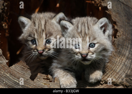 chatons de Bobcat Banque D'Images