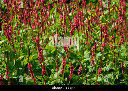 Persicaria amplexicaulis ATROSANGUINEA Banque D'Images