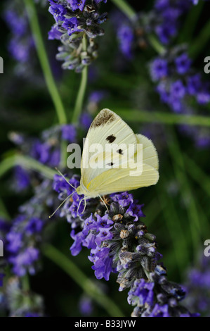 Petit papillon blanc du chou Pieris rapae sur fleur de lavande Banque D'Images