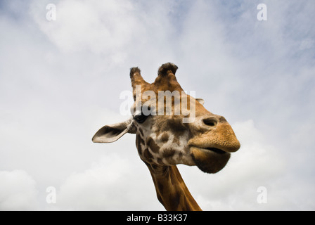 Portrait de la tête et du cou de girafe Banque D'Images