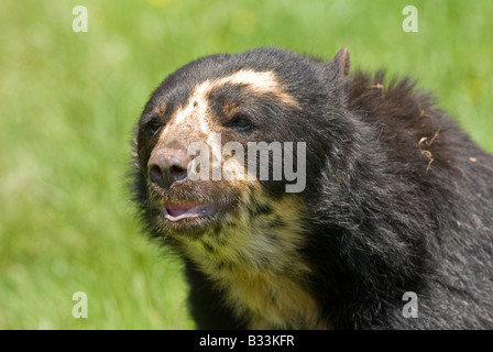 Portrait de l'ours à lunettes Banque D'Images