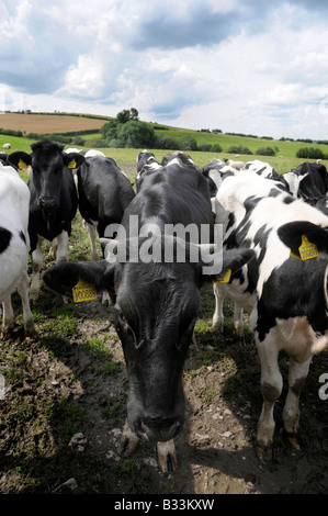 Jeunes bovins, North Yorkshire, Angleterre du Nord Banque D'Images