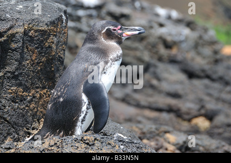 Un petit manchot des Galapagos, qui est la plus petite espèce de mondes penguin, repose sur des rochers près de la plage. Banque D'Images