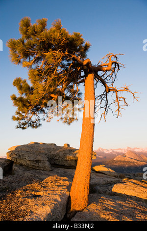 Un pin de Jeffrey vivant grandit par une fissure de granit au sommet Sentinel Dome de Yosemite National Park Banque D'Images