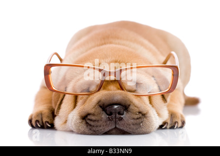 Shar Pei chien bébé près d'un mois avec des lunettes Banque D'Images