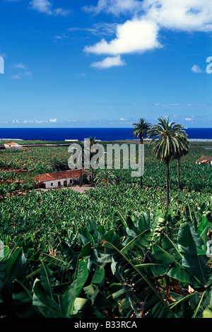 Plantation de banane à proximité Garachico Tenerife Espagne Banque D'Images