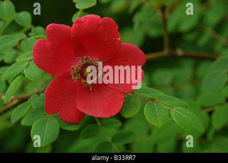 Rosa MOYESII GERANIUM, une variété cultivée de rose Banque D'Images