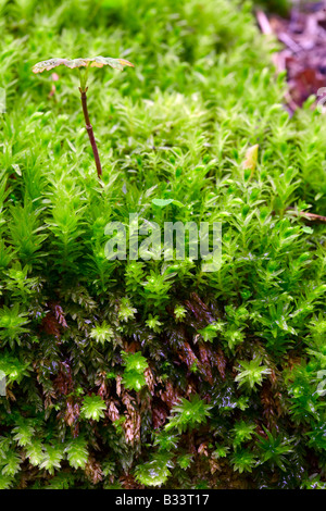 Des semis de printemps Sycamore dans moss croissante Banque D'Images