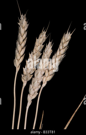 tiges de blé Banque D'Images