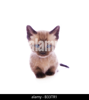 Mignon chaton Munchkin avec grand chef isolé sur fond blanc