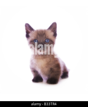Mignon chaton Munchkin avec grand chef isolé sur fond blanc