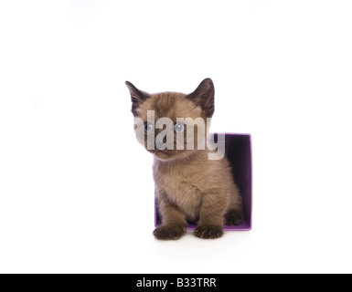 Mignon chaton Munchkin avec grand chef isolé sur fond blanc