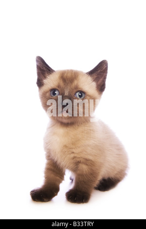 Mignon chaton Munchkin avec grand chef isolé sur fond blanc
