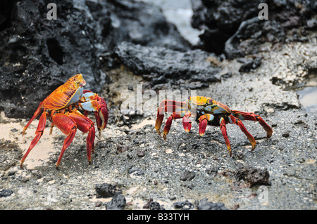Deux crabes red rock, également connu sous le nom de Sally Lightfoot ou crabes Grapsus grapsus, bataille de territoire. Banque D'Images