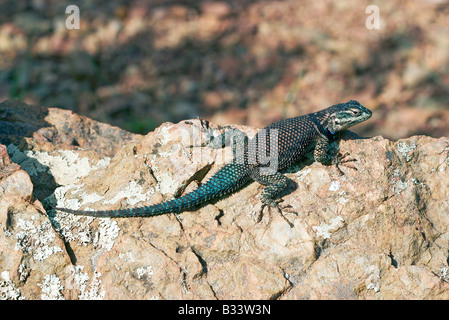 Lézard Sceloporus jarrovii épineuse de montagne Banque D'Images