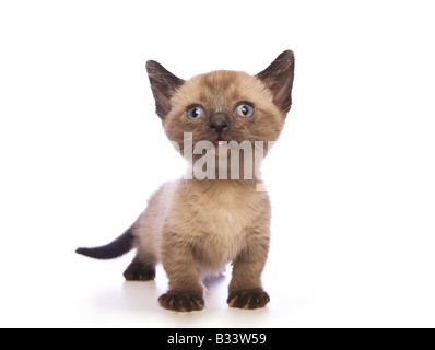 Mignon chaton Munchkin avec grand chef isolé sur fond blanc