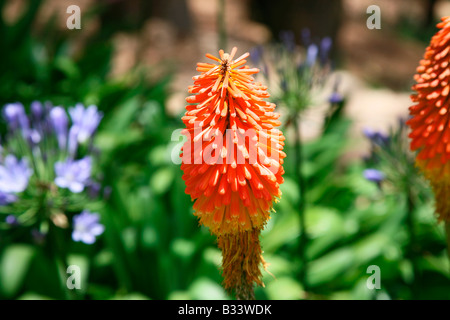 Red Hot poker-Kniphofia uvaria Iily-Torch Banque D'Images