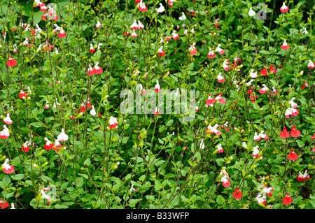 Salvia x jamensis HOT LIPS Banque D'Images