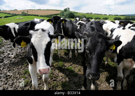 Jeunes bovins, North Yorkshire, Angleterre du Nord Banque D'Images