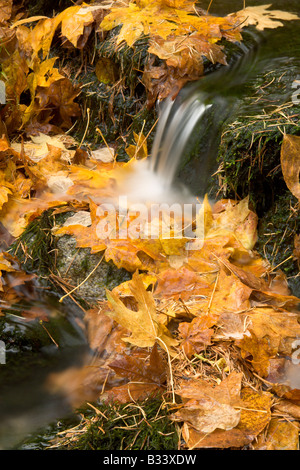 La Vallée Yosemite s Fern Springs déborde en feuilles d'érable sur son chemin vers la rivière Merced Banque D'Images