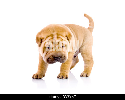 Shar Pei chien bébé près d'un mois Banque D'Images