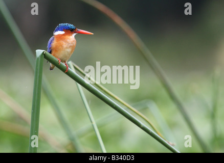 Malacite à pêcher en attente de Kingfisher Banque D'Images