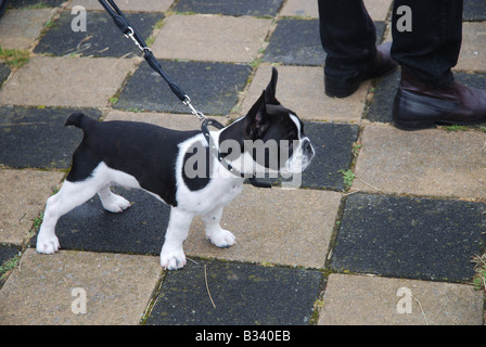 Chien noir et blanc sur la chaussée à carreaux Banque D'Images