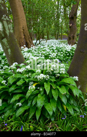 Scène des bois au printemps Banque D'Images