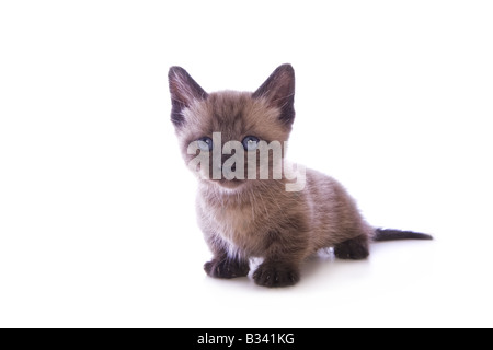 Mignon chaton Munchkin avec grand chef isolé sur fond blanc
