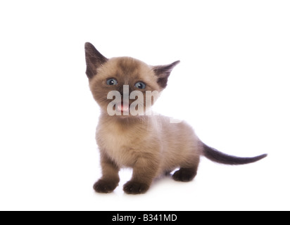 Mignon chaton Munchkin avec grand chef isolé sur fond blanc